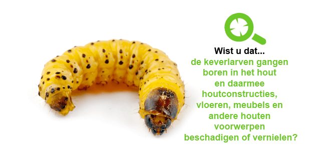 Houtworm bestrijden