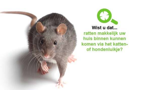 ratten kampen