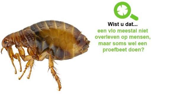 vlooien bestrijden