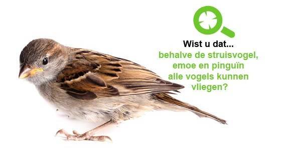 Vogels bestrijden | Ongediertebestrijding