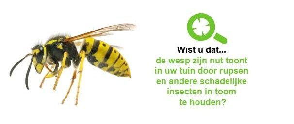 Wespen bestrijden